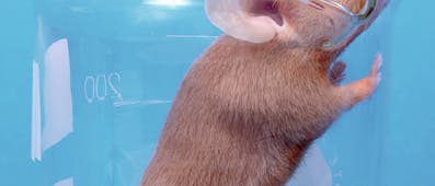 Tierischer Durchblick Tierischer Durchblick