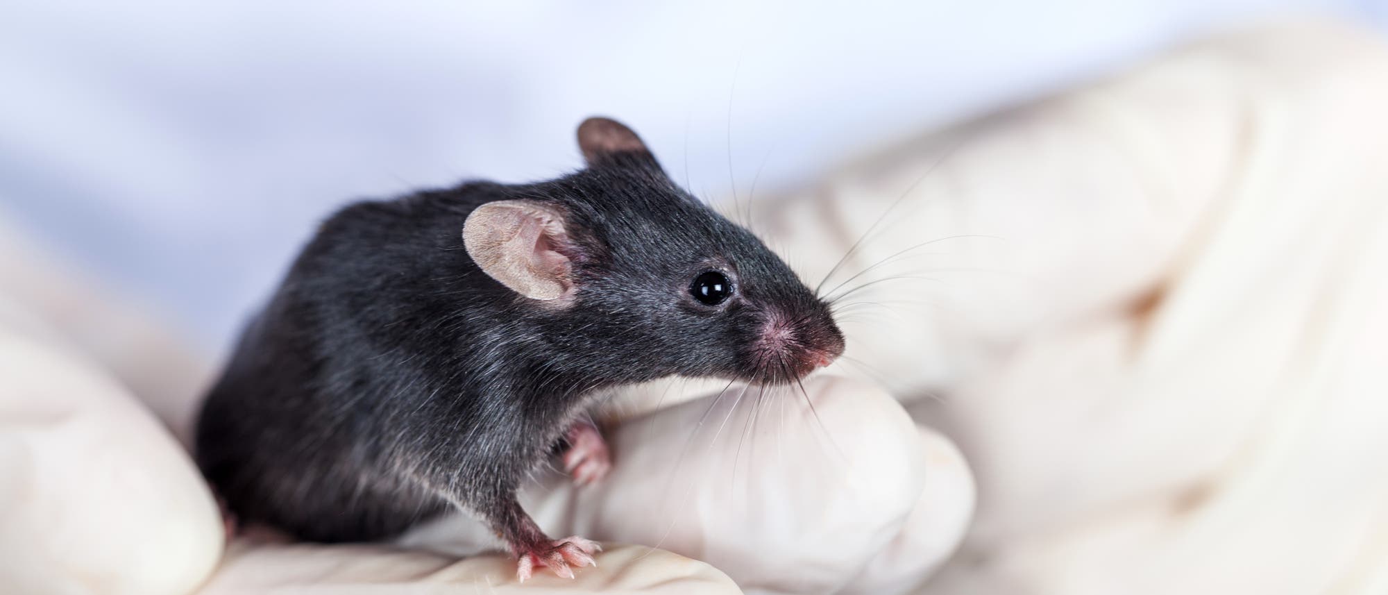 Labormaus auf der Hand eines Forschers Labormaus auf der Hand eines Forschers