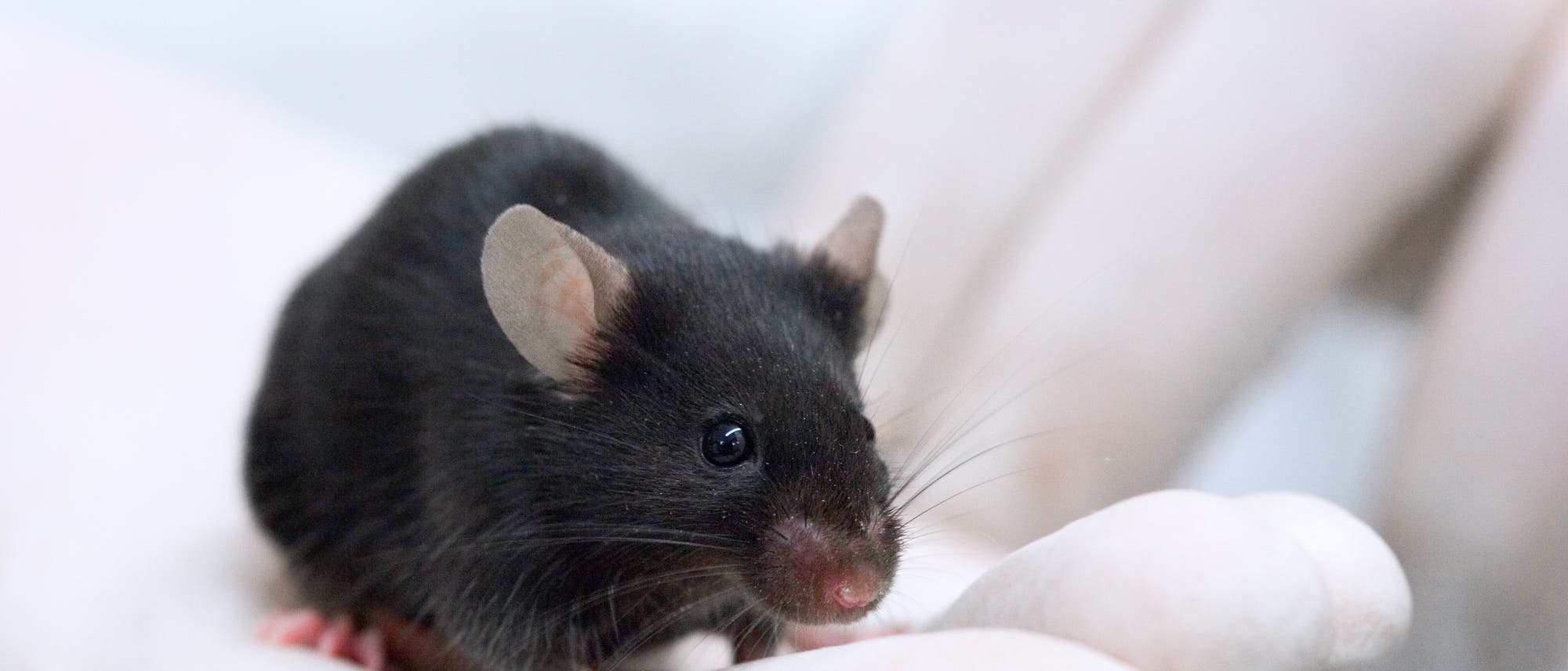 »Die Maus war immer der limitierende Schritt in der Untersuchung von Krankheitsgenen« »Die Maus war immer der limitierende Schritt in der Untersuchung von Krankheitsgenen«