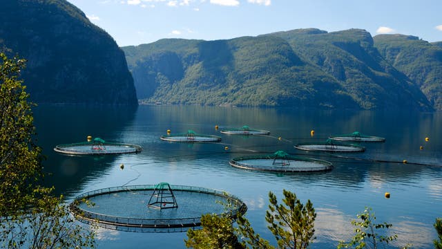 Lachszucht in norwegischem Fjord