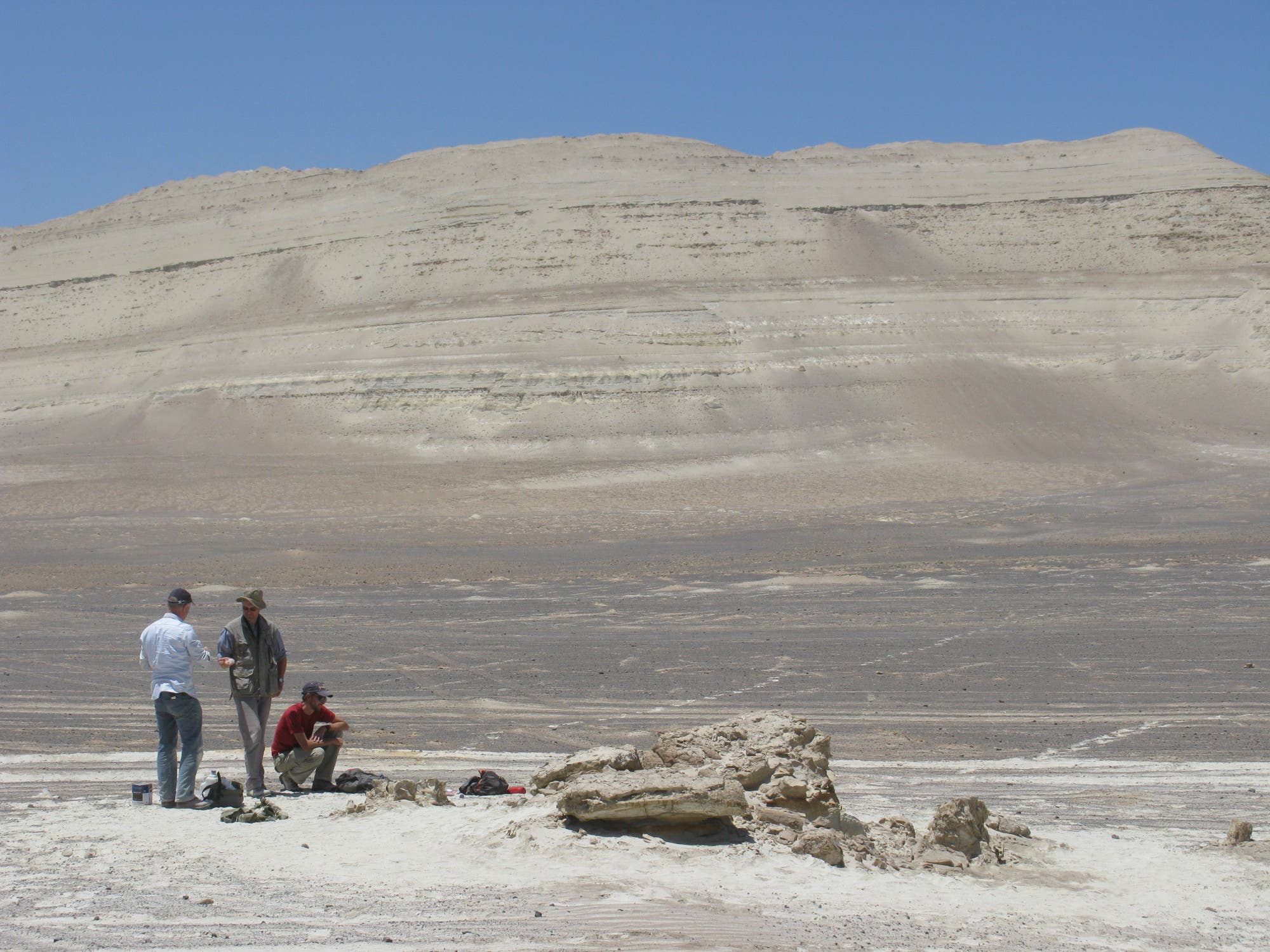 In der Wüste des Piscatals stießen Forscher auf die etwa zwölf Millionen Jahre alten Überreste von Leviathan melvillei.