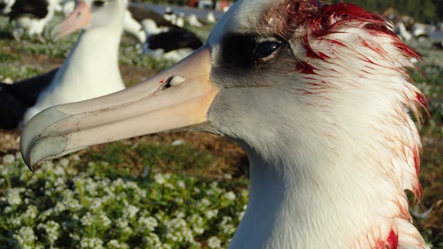 Laysan-Albatros mit Blut am Kopf