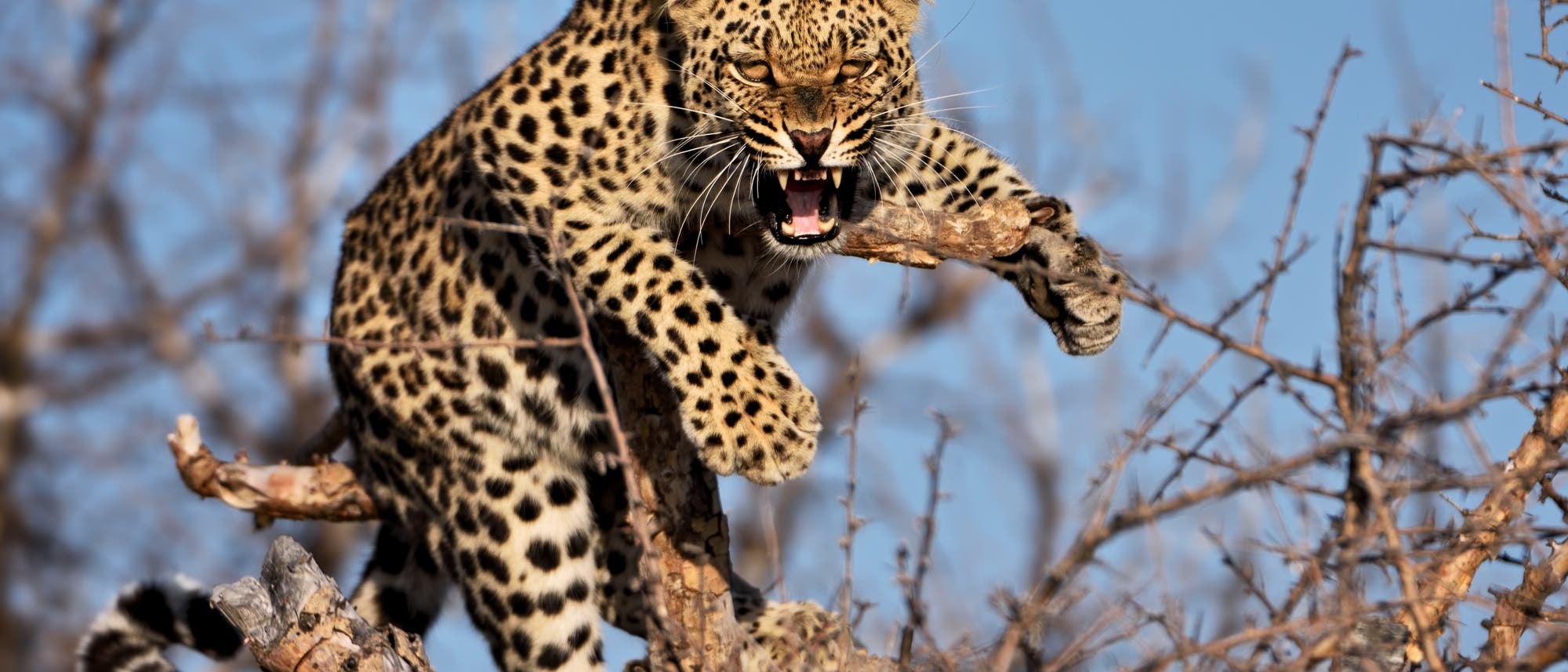 Fauchender Leopard in einem Baum (Symbolbild) Fauchender Leopard in einem Baum (Symbolbild)
