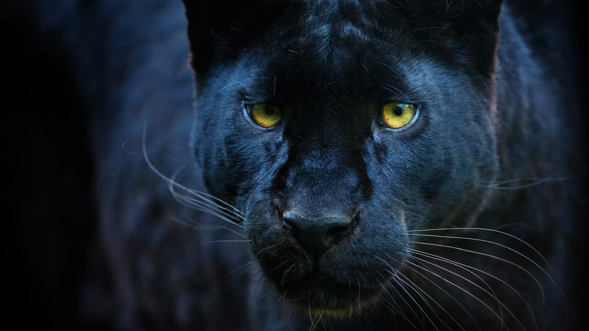 Schwarzer panther hd