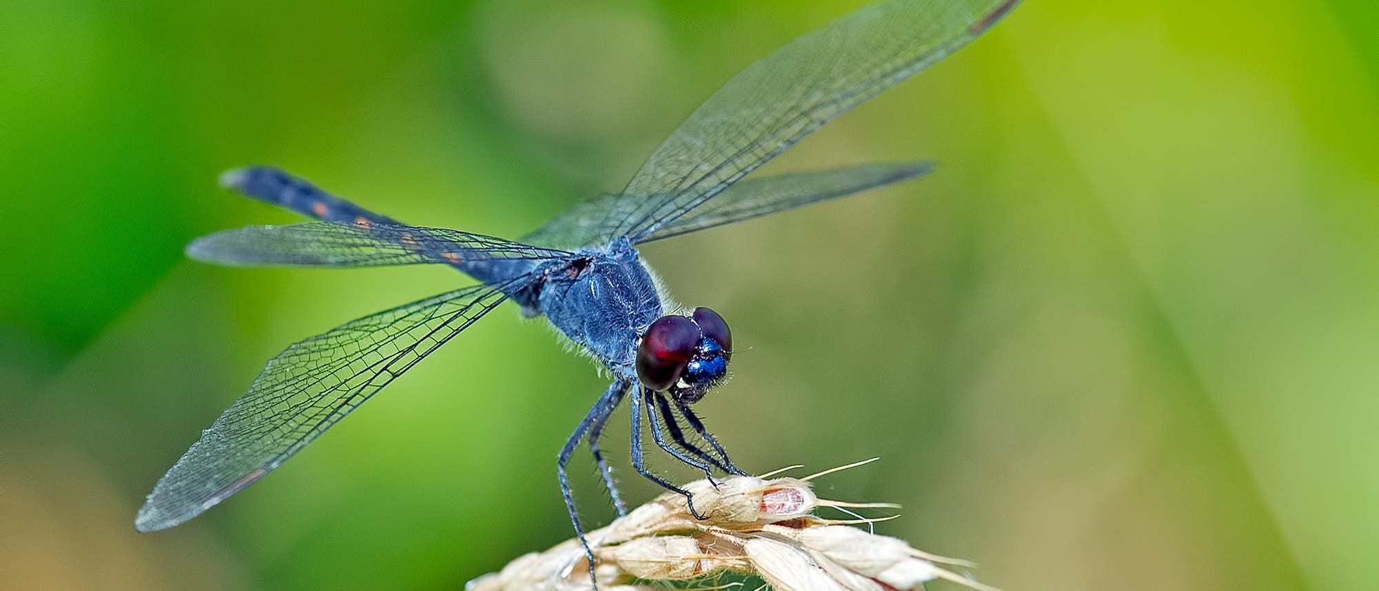 Libelle Libelle