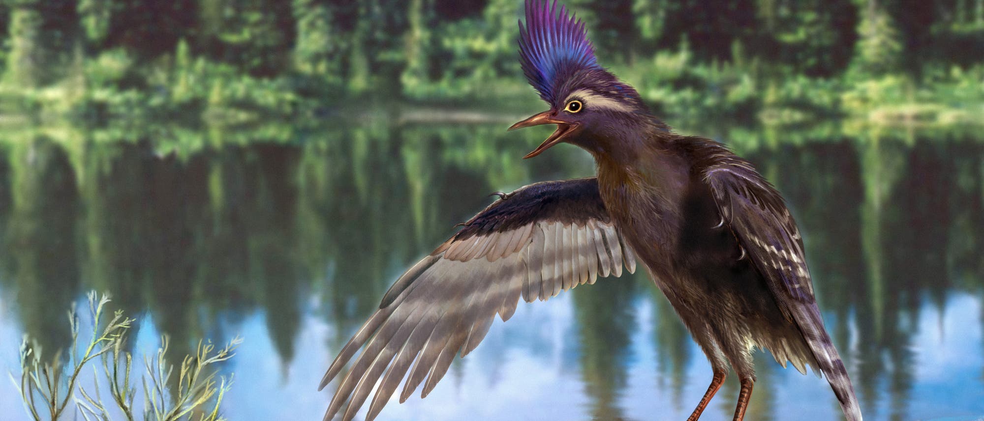 Archaeornithura meemannae war wahrscheinlich ein Watvogel aus der frühen Kreidezeit. Archaeornithura meemannae war wahrscheinlich ein Watvogel aus der frühen Kreidezeit.