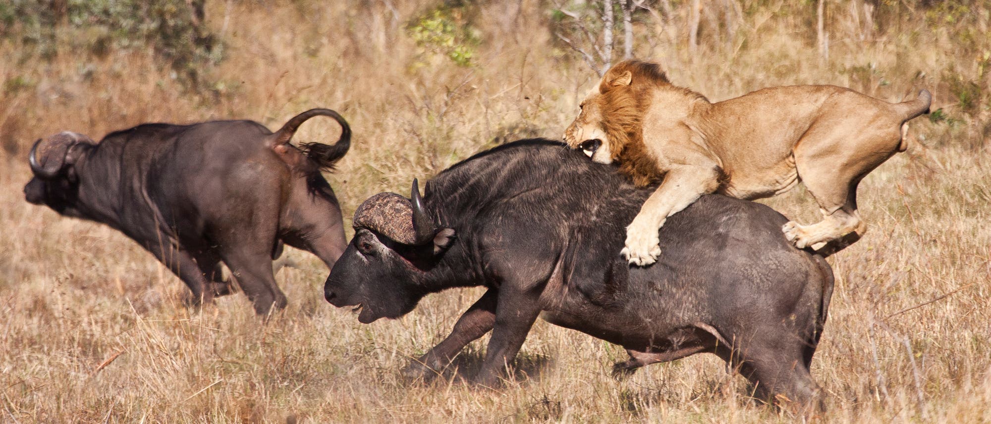Löwe bei der Jagd auf Afrikanische Büffel Löwe bei der Jagd auf Afrikanische Büffel