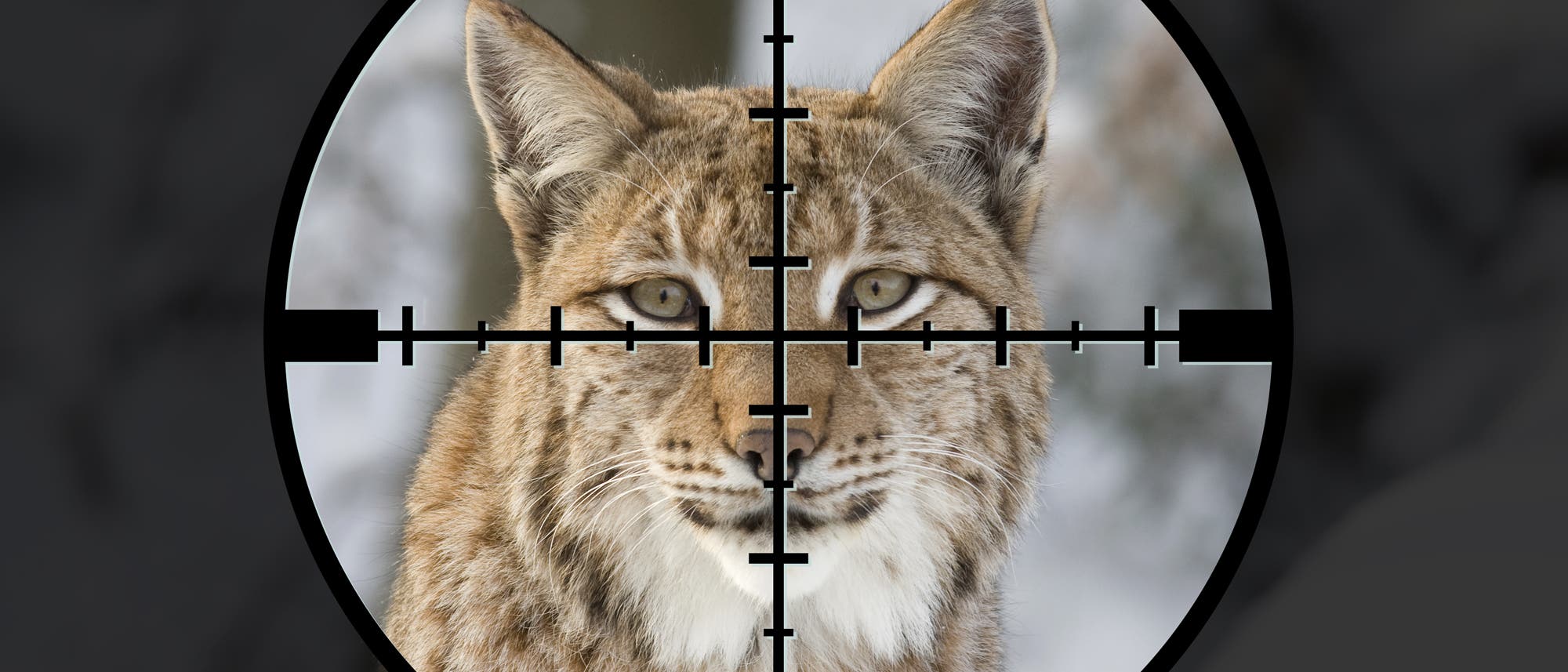Luchs im Fadenkreuz Luchs im Fadenkreuz