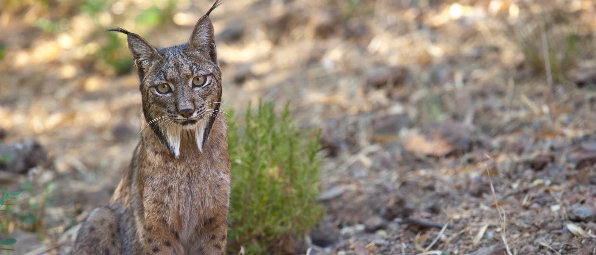 Iberischer Luchs Iberischer Luchs