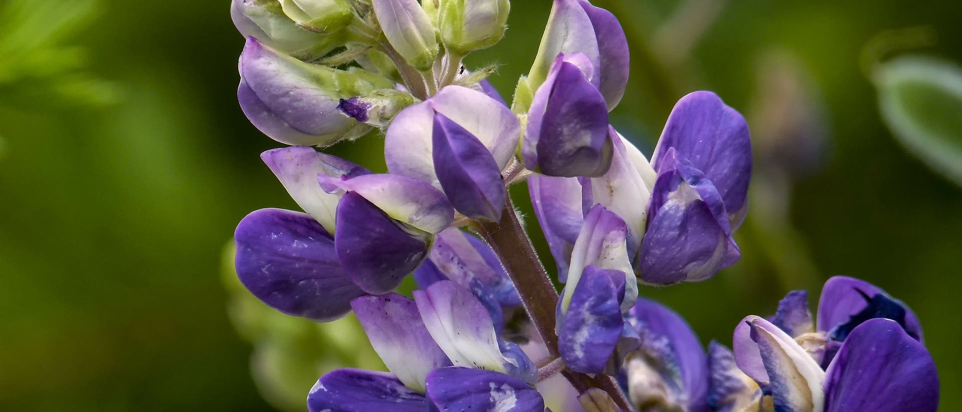 Lupine Lupine