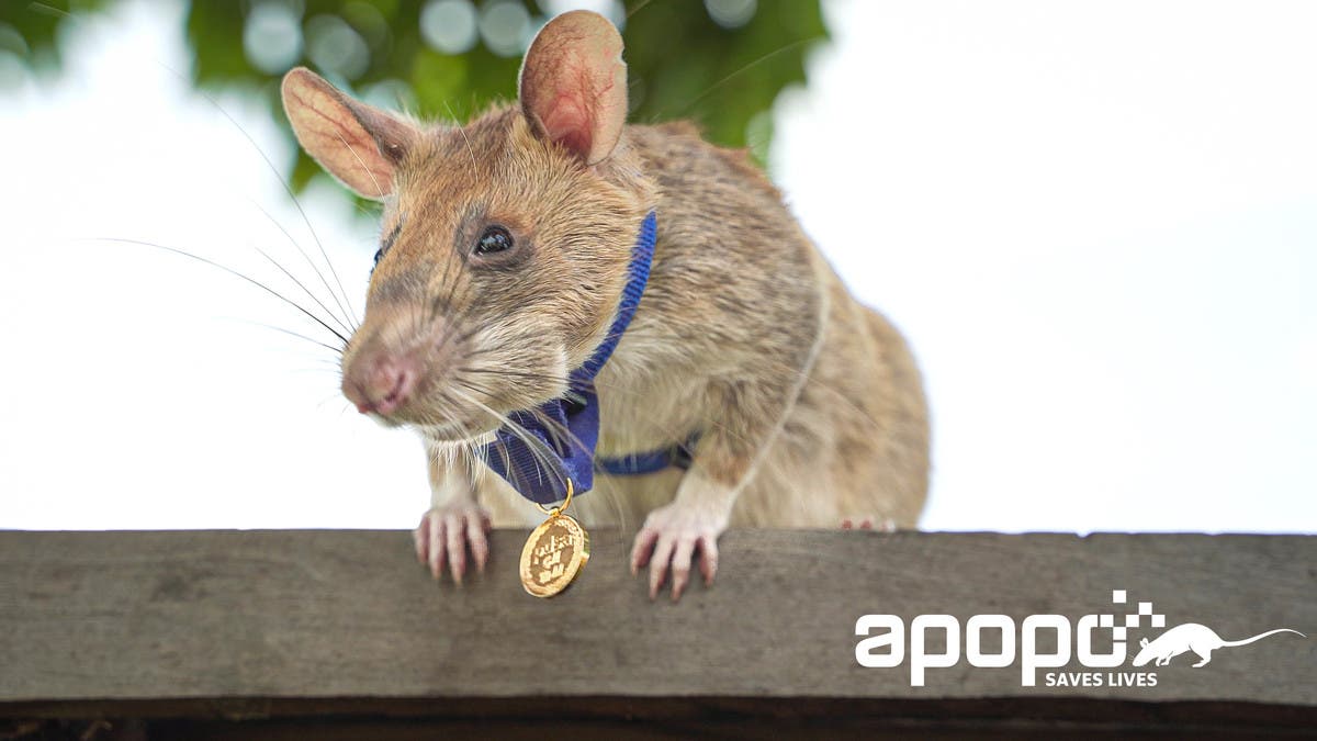 Die Riesenhamsterrate Magawa mit einem um den Hals gelegten Orden Die Riesenhamsterrate Magawa mit einem um den Hals gelegten Orden