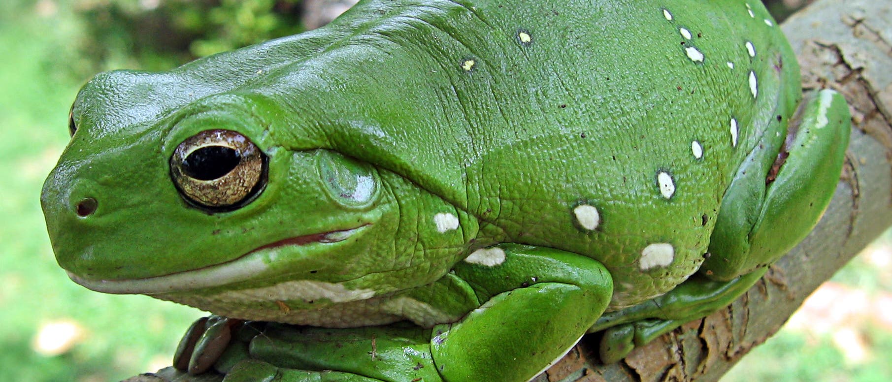 Prachtlaubfrosch Prachtlaubfrosch