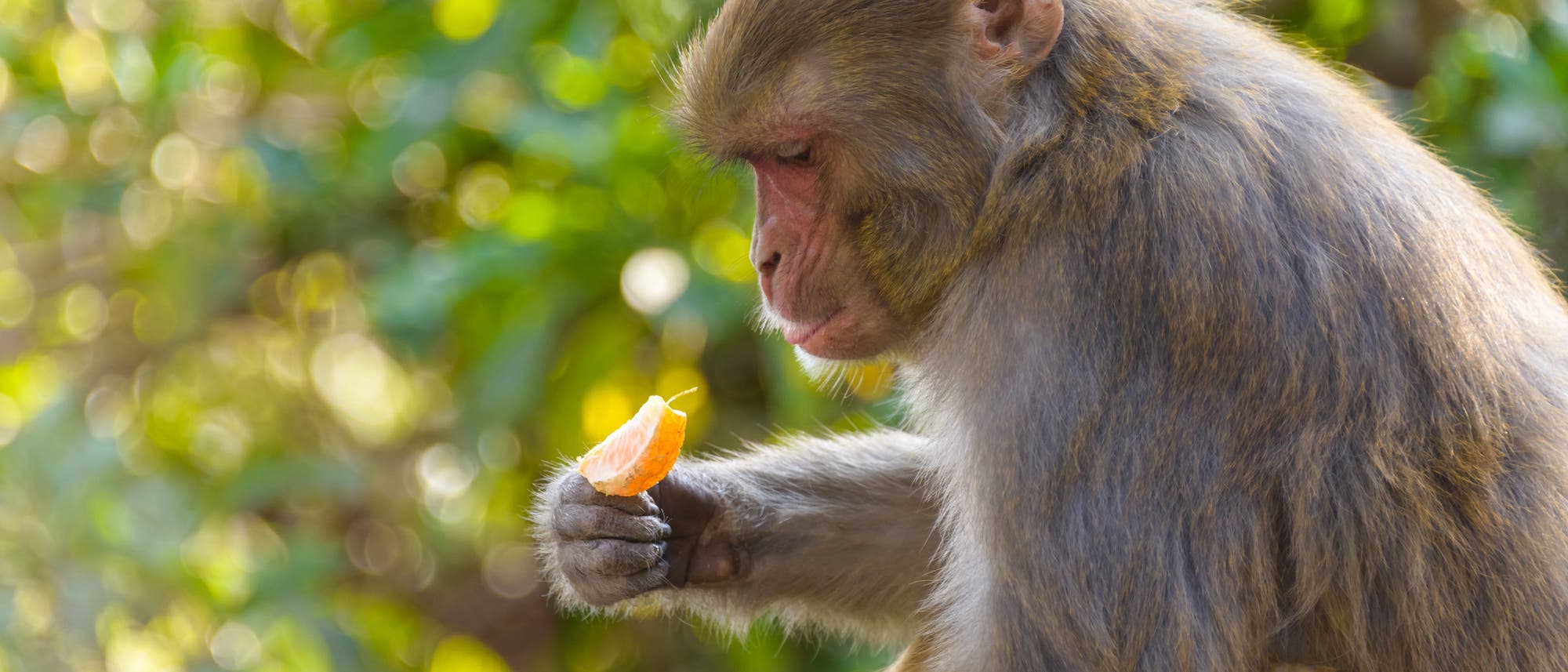 Makake mit Orange Makake mit Orange