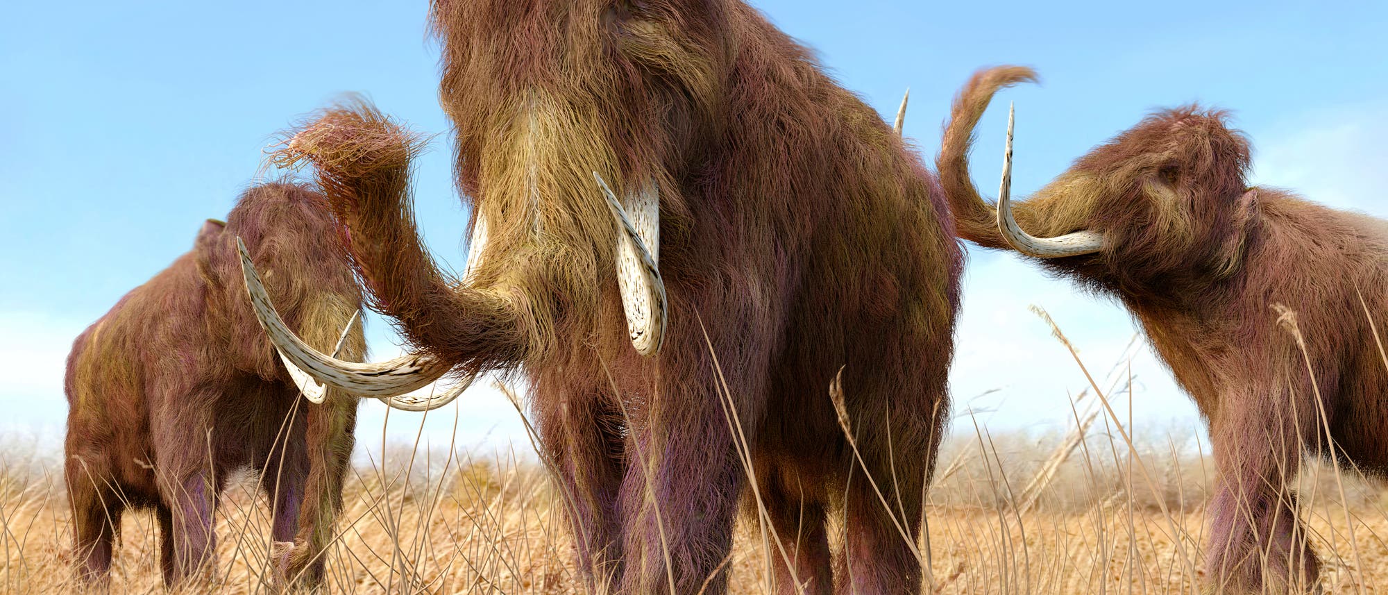 Mammut Mammut