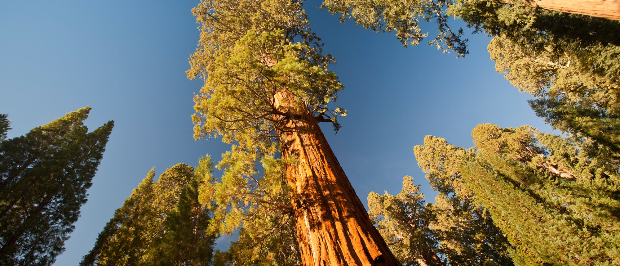 General Grant Grove - ein Hain aus Riesenmammutbäumen in Kalifornien General Grant Grove - ein Hain aus Riesenmammutbäumen in Kalifornien