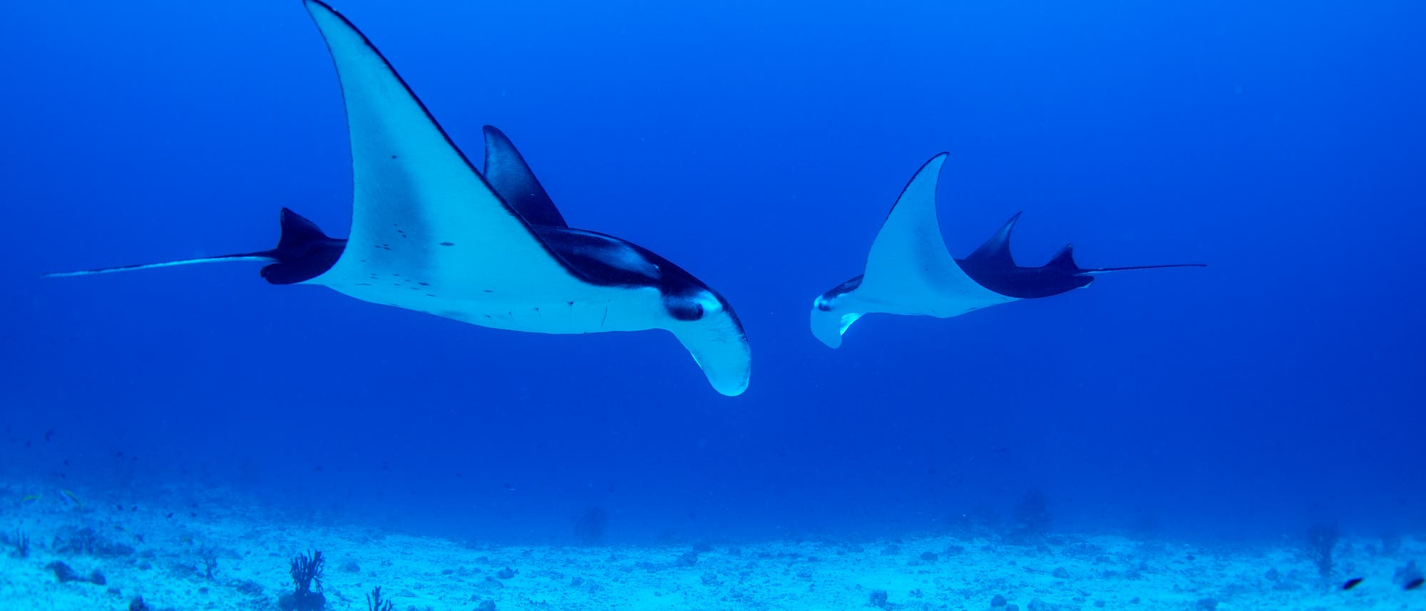 Mantarochen gelten als harmlose Planktonfresser - zurecht? Mantarochen gelten als harmlose Planktonfresser - zurecht?