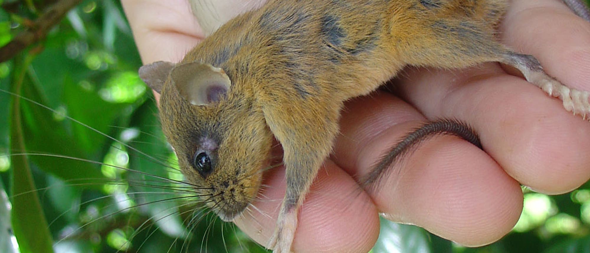 Diese Baummaus gehört zu einer Reihe neu entdeckter Säugetiere auf Luzon Diese Baummaus gehört zu einer Reihe neu entdeckter Säugetiere auf Luzon