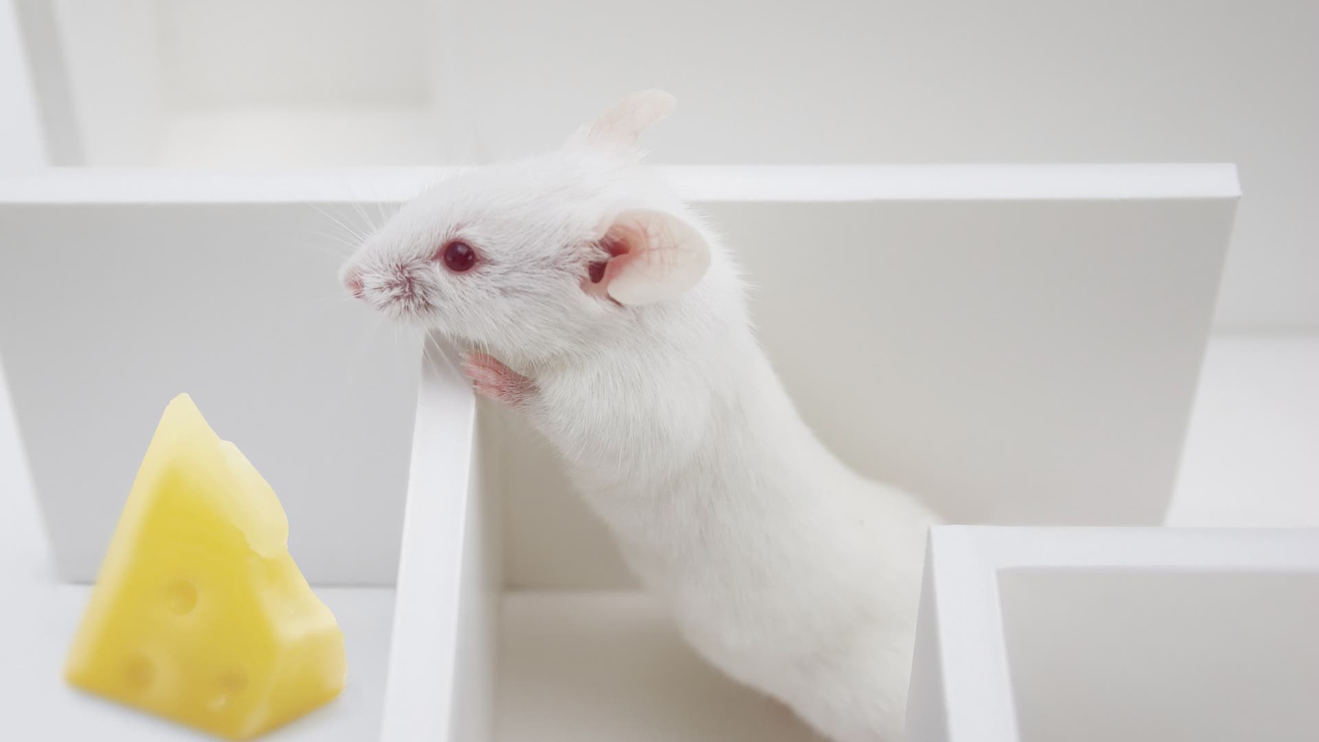 Labyrinth Lexikon der Biologie