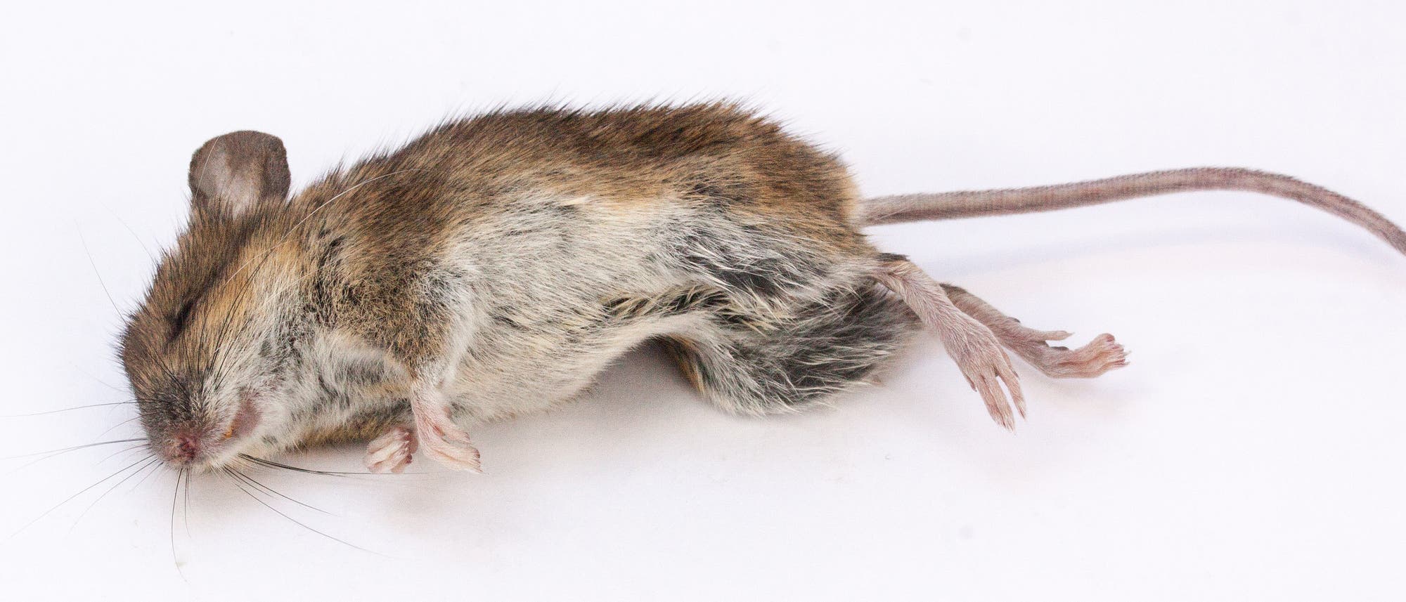 Maus schläft Rausch aus Maus schläft Rausch aus