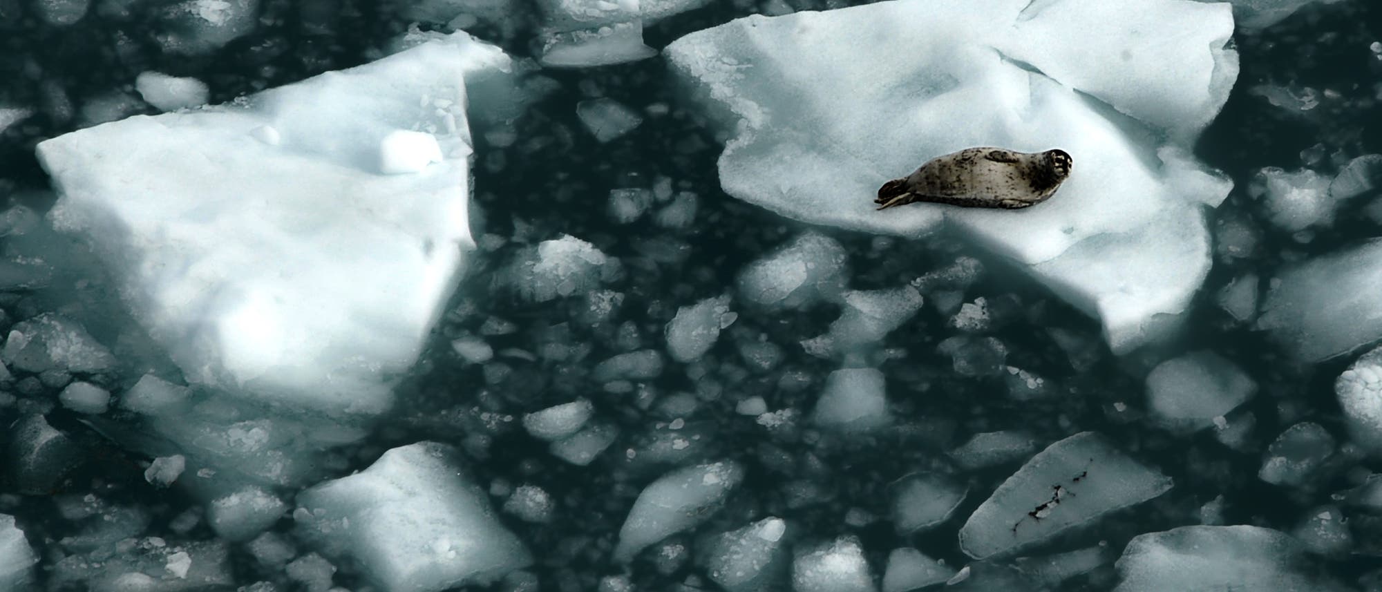 Eine Sattelrobbe ruhtr auf einer Eisscholle in Alaska Eine Sattelrobbe ruhtr auf einer Eisscholle in Alaska