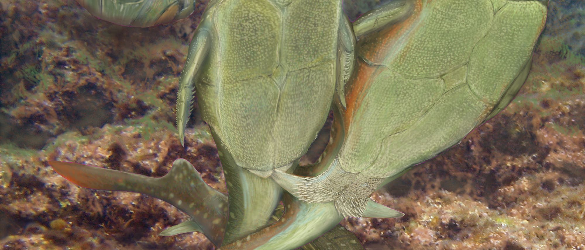 Microbrachius dicki bei der Paarung Microbrachius dicki bei der Paarung