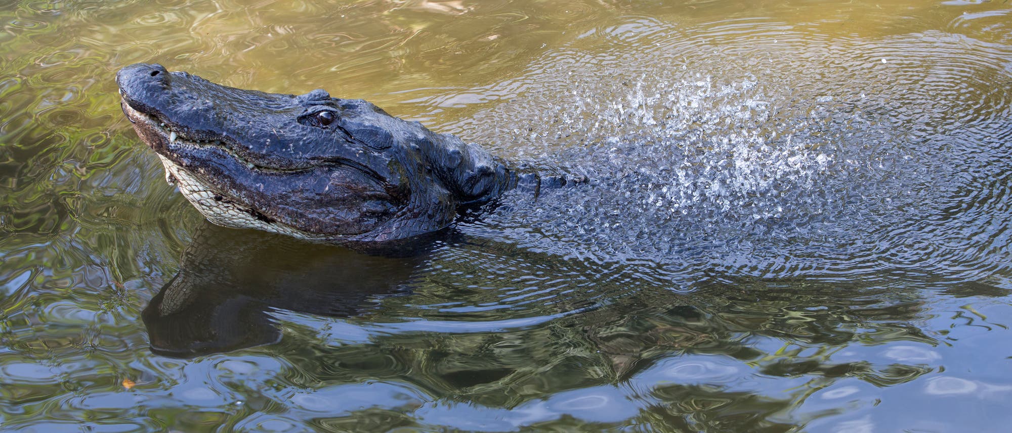 sichtbarer Paarungsruf des Mississippi-Alligators sichtbarer Paarungsruf des Mississippi-Alligators