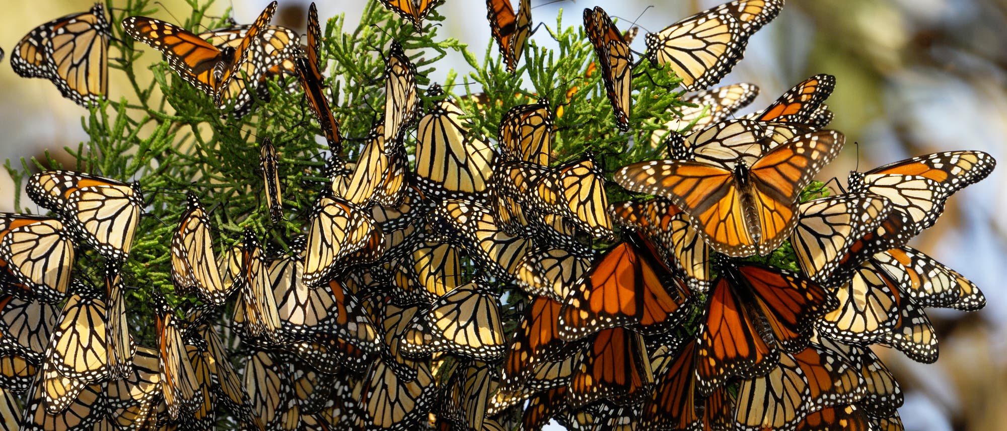Monarchfalter im Winterquartier Monarchfalter im Winterquartier
