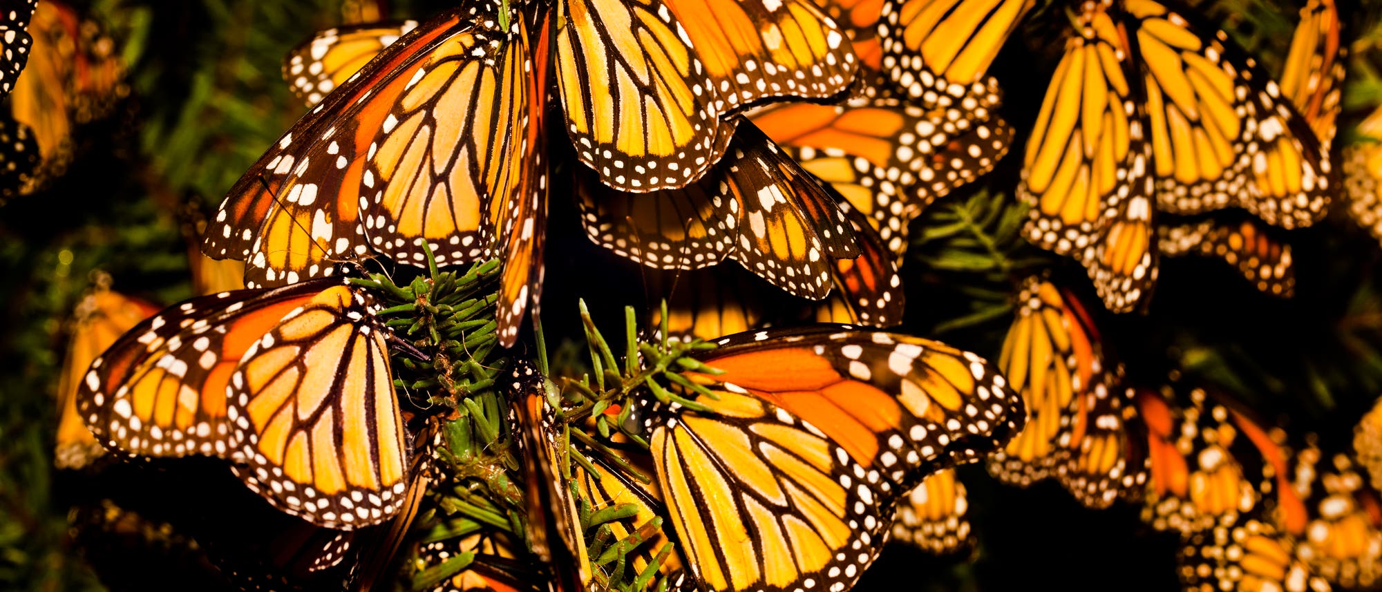 Monarchfalter Monarchfalter