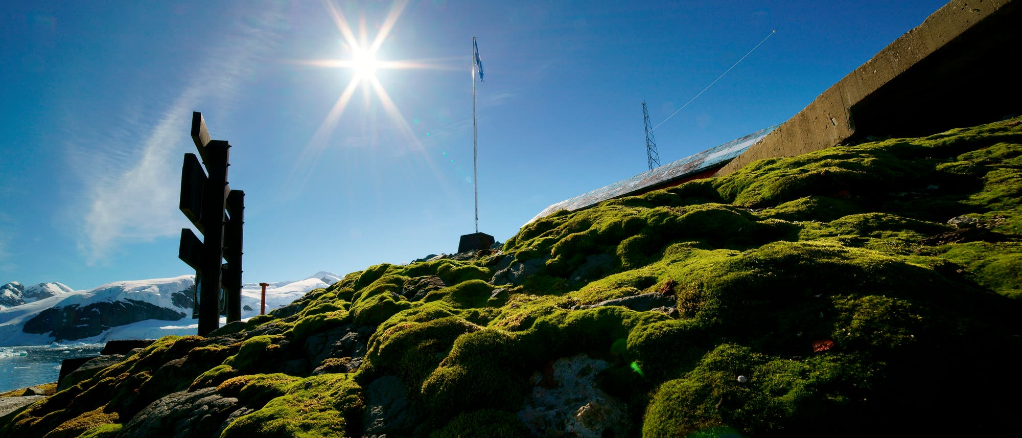 Moospolster in der Antarktis Moospolster in der Antarktis