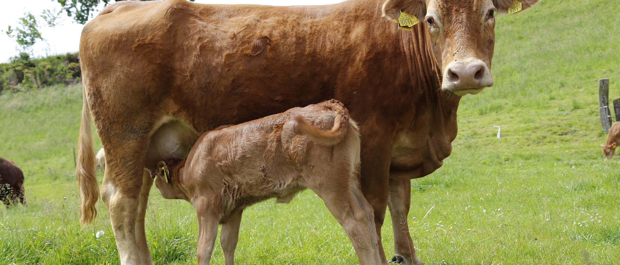 Mutterkuh mit Kalb Mutterkuh mit Kalb