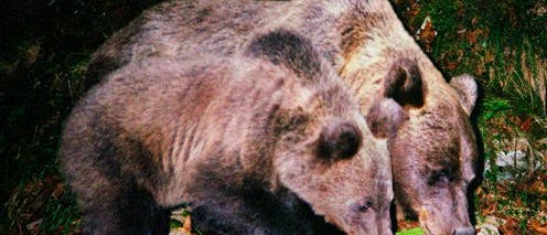 Braunbären Braunbären
