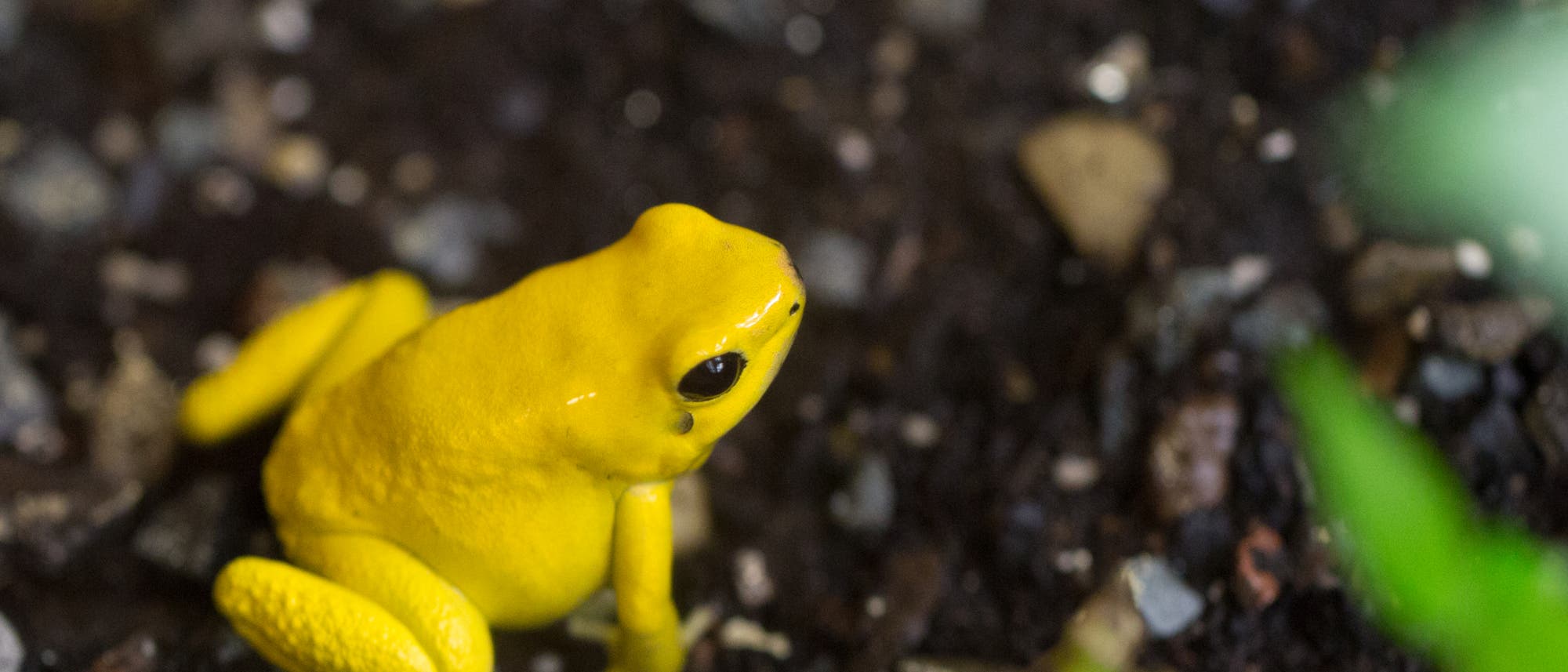 Der Pfeilgiftfrosch Phyllobates terribilis Der Pfeilgiftfrosch Phyllobates terribilis