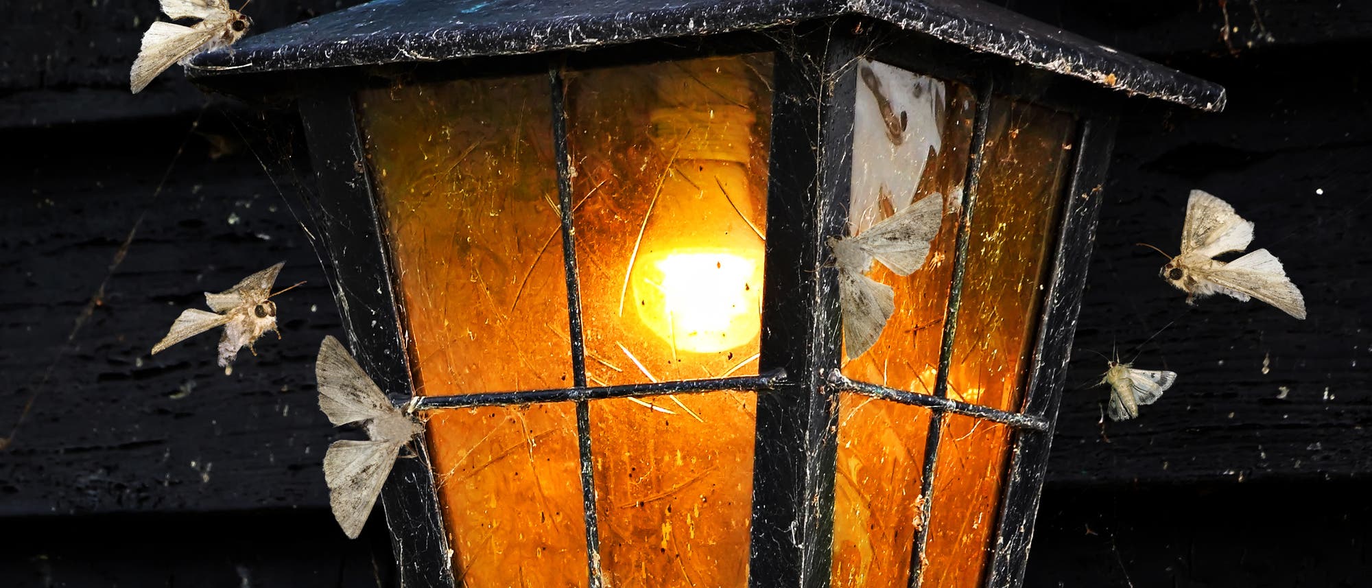 Wie Motten um das Licht umkreisen Nachtfalter diese Laterne Wie Motten um das Licht umkreisen Nachtfalter diese Laterne