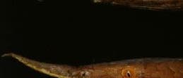 Furcifer labordi Furcifer labordi