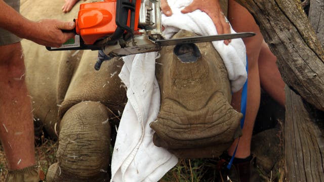 Tierärzte entfernen das Horn eines Nashorns, um es zu schützen
