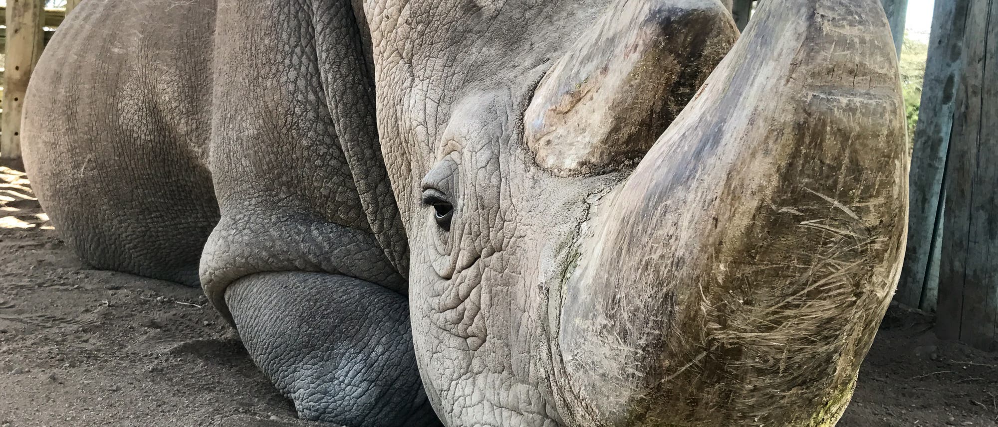 Sudan ist das letzte Männchen der Nördlichen Breitmaulnashörner Sudan ist das letzte Männchen der Nördlichen Breitmaulnashörner