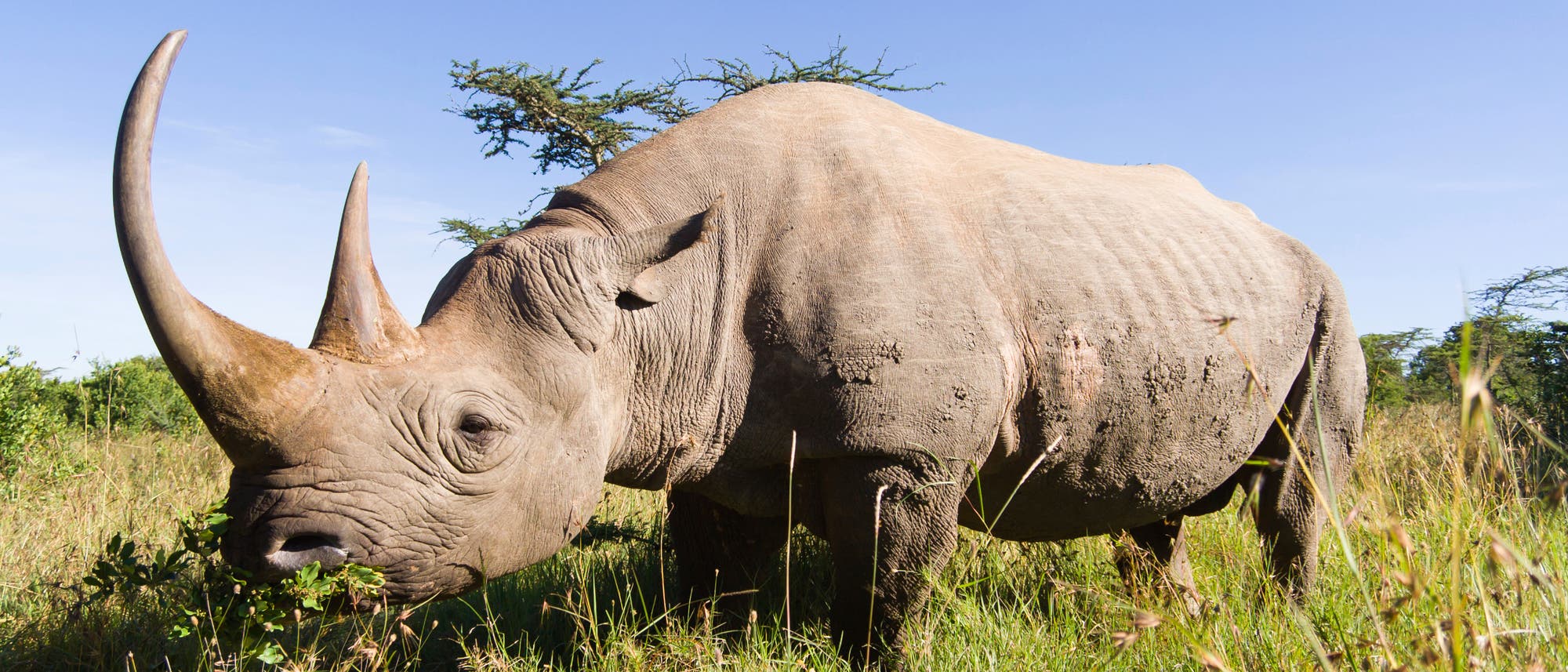 Breitmaulnashorn (Symbolbild) Breitmaulnashorn (Symbolbild)