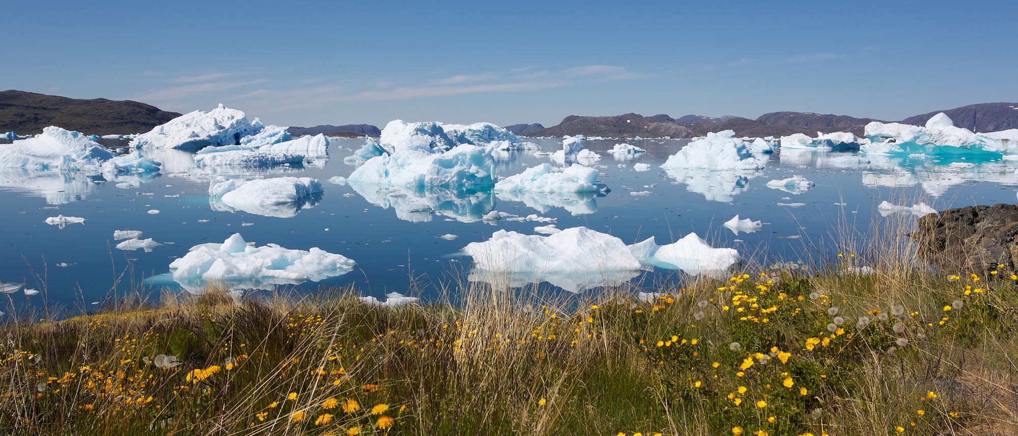 Die Erderwärmung läuft in Grönland schneller ab als an vielen anderen Stellen der Erde. Wo vor wenigen Jahren noch Gletscher lagen, wachsen heute Gräser und Blumen. Die Erderwärmung läuft in Grönland schneller ab als an vielen anderen Stellen der Erde. Wo vor wenigen Jahren noch Gletscher lagen, wachsen heute Gräser und Blumen.