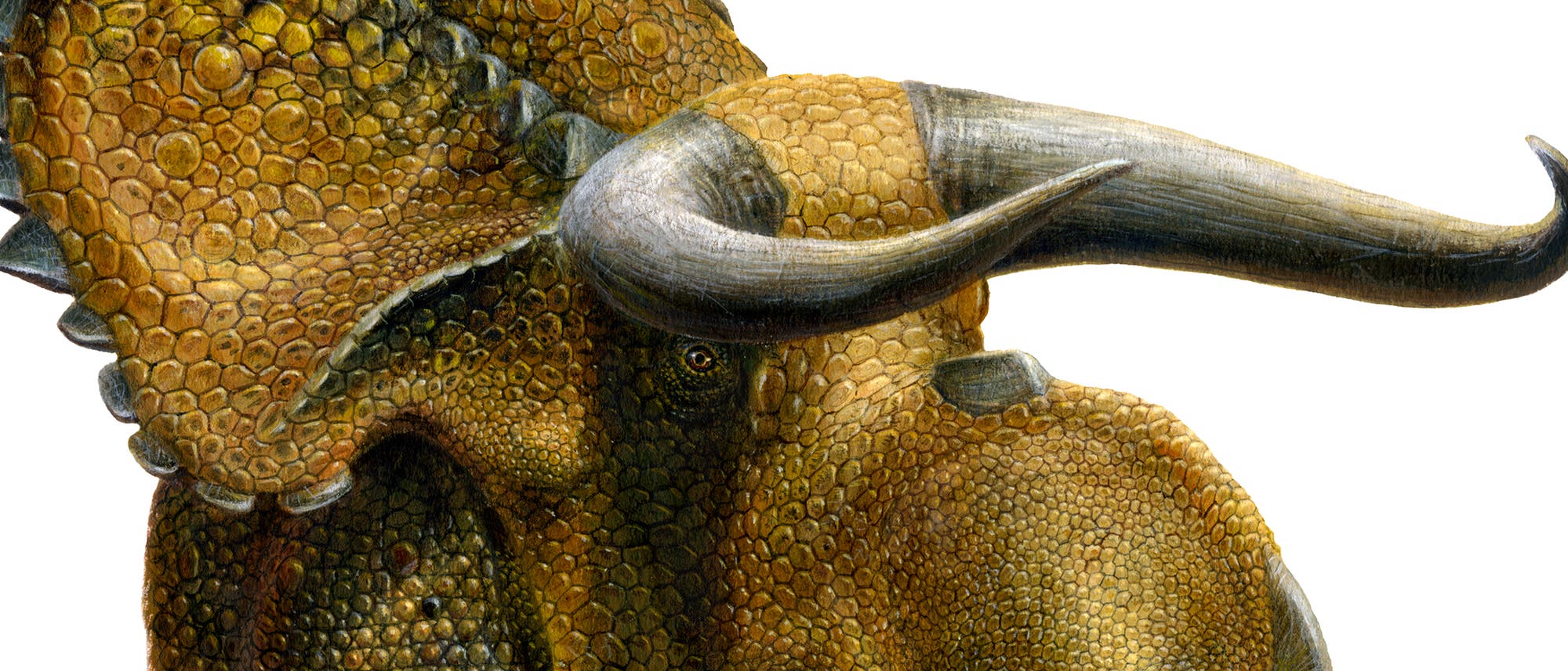 Nasutoceratops titusi Nasutoceratops titusi