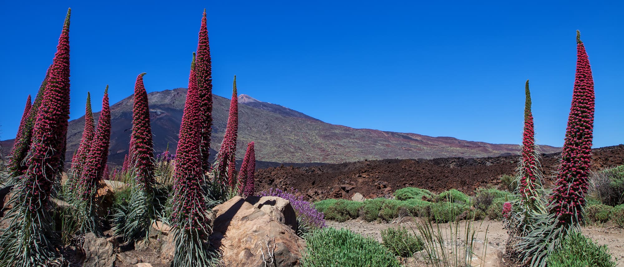 Natternköpfe auf Teneriffa Natternköpfe auf Teneriffa