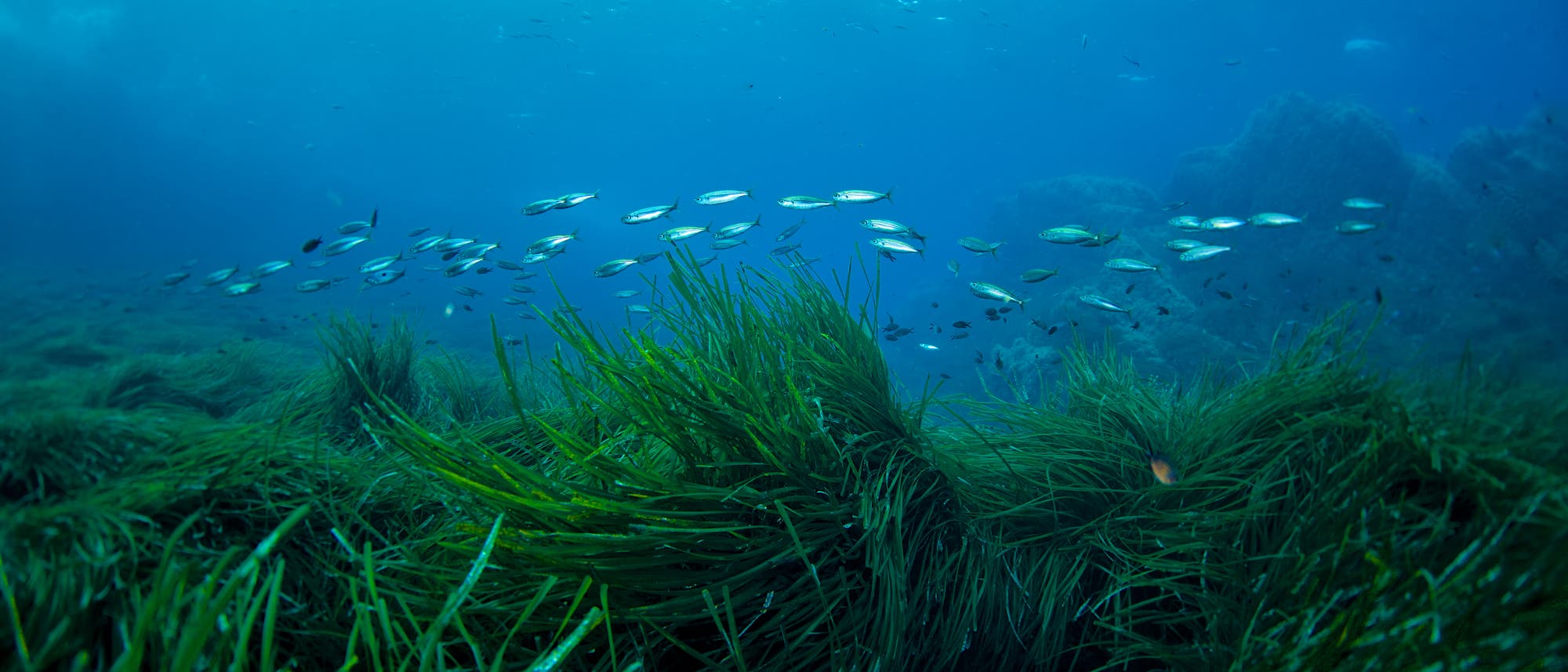 Neptungras und Fische Neptungras und Fische