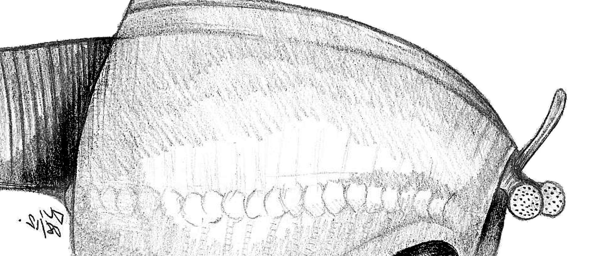 Urgliedertier Nereocaris Urgliedertier Nereocaris