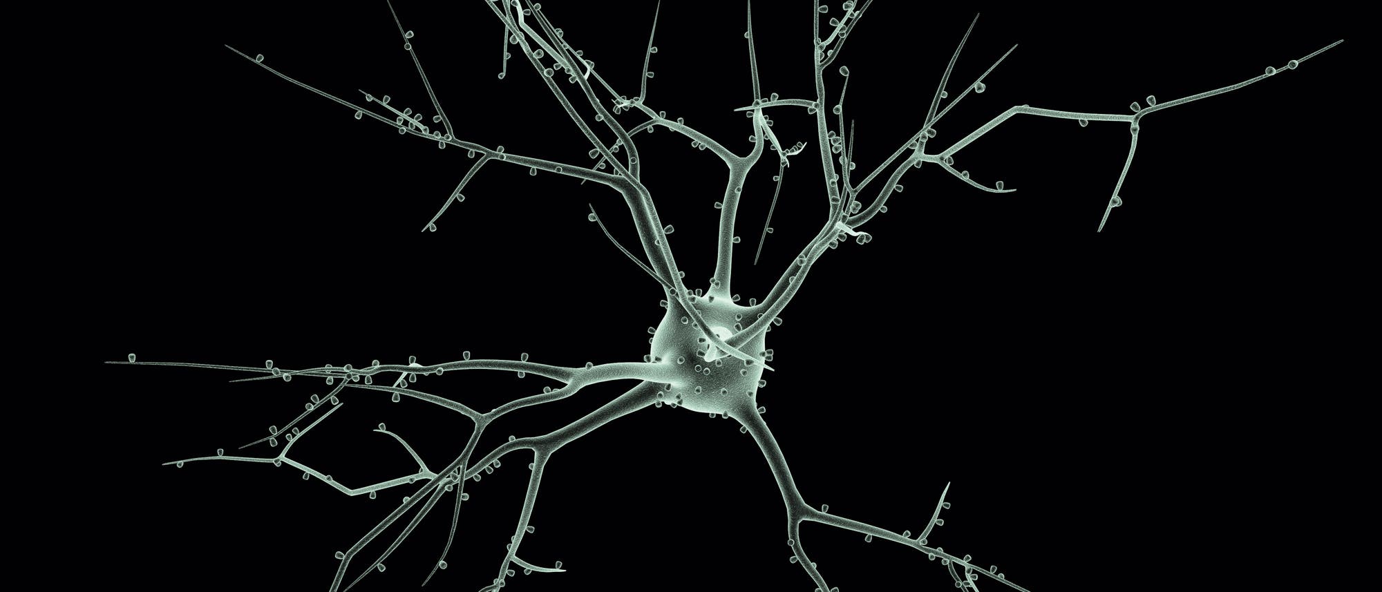 Neuron Neuron
