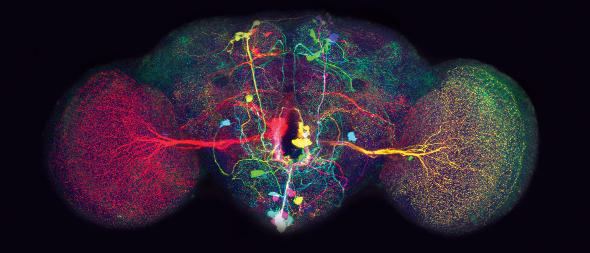 Neurone q Neurone q