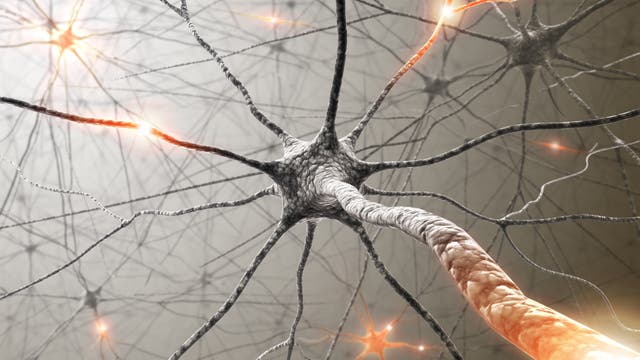 Neuronen feuern