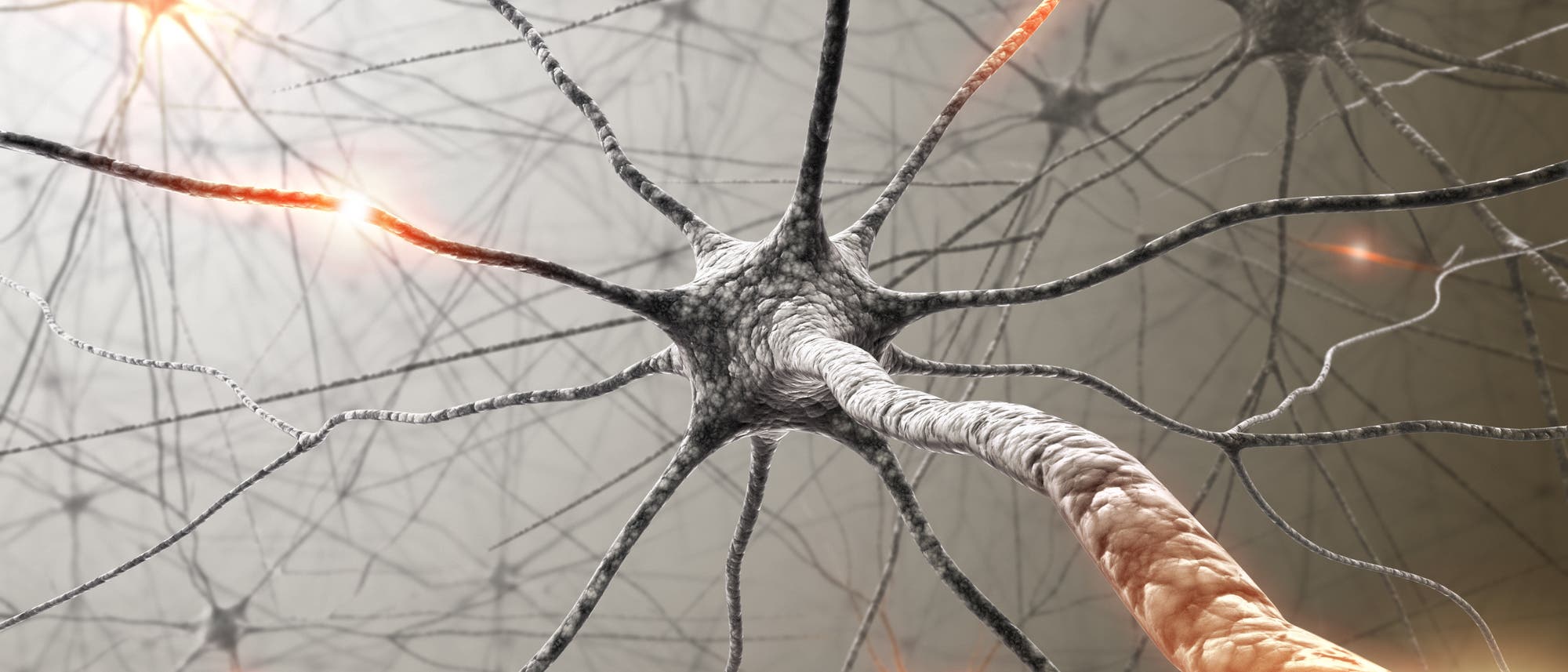 Neuronen Neuronen
