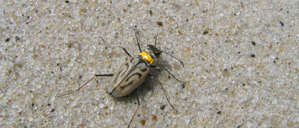 Sandlaufkäfer Sandlaufkäfer