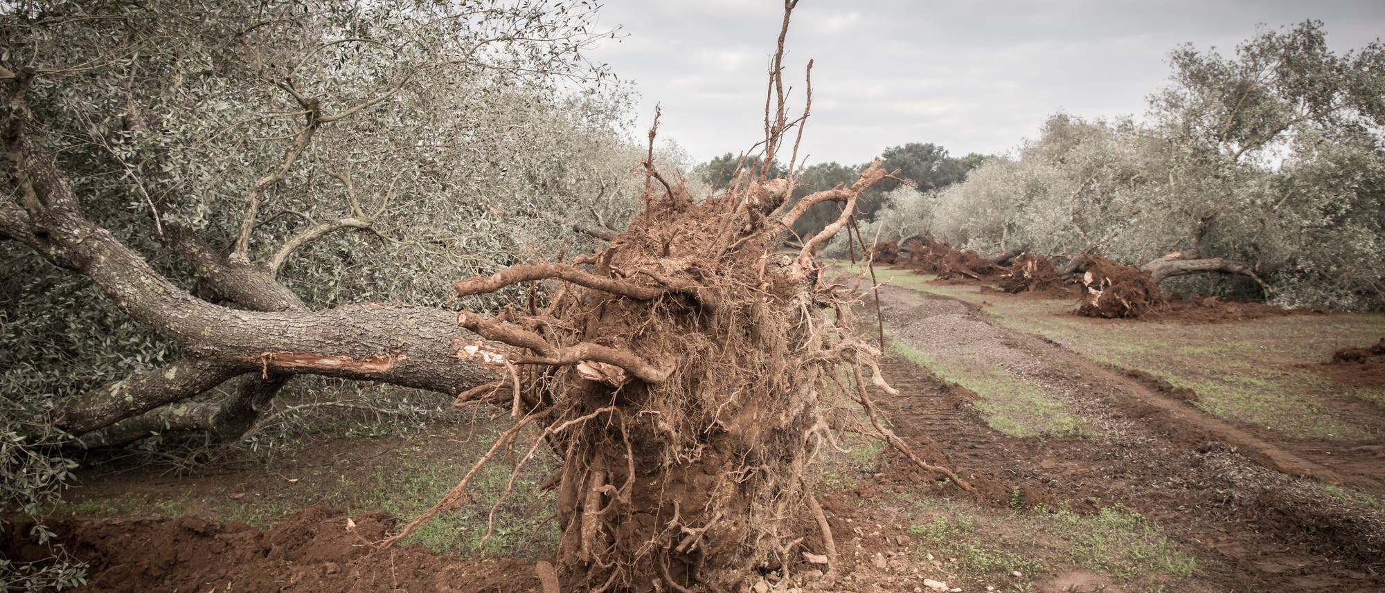 Sterbender Ölbaum wurde mit Stumpf und Stiel gerodet, um Ausbreitung einer Krankheit zu stoppen. Sterbender Ölbaum wurde mit Stumpf und Stiel gerodet, um Ausbreitung einer Krankheit zu stoppen.