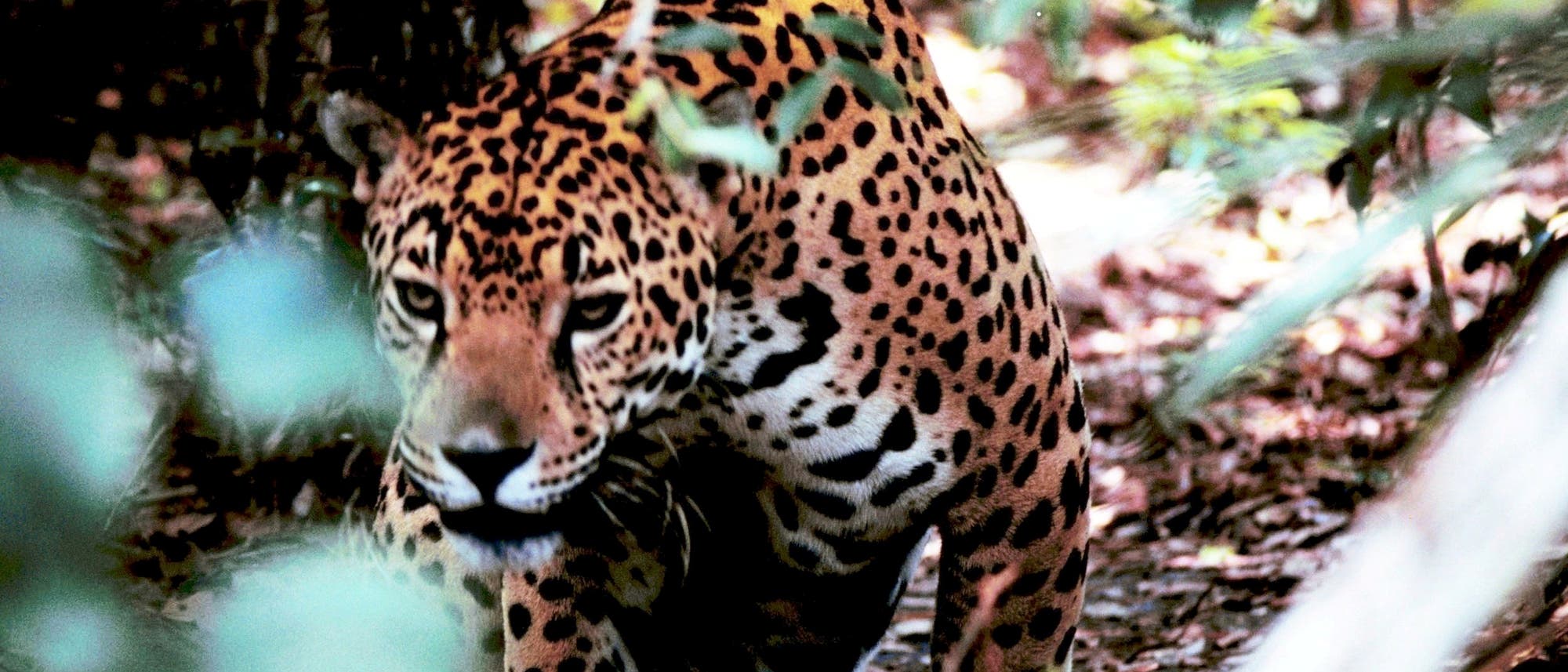 Jaguar Jaguar