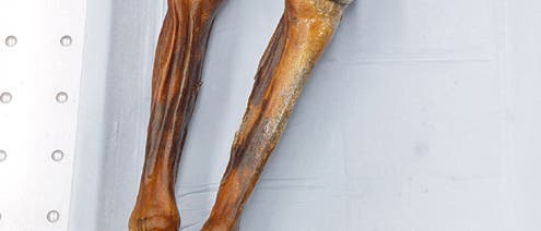 Südtiroler Museum für Archäologie Südtiroler Museum für Archäologie